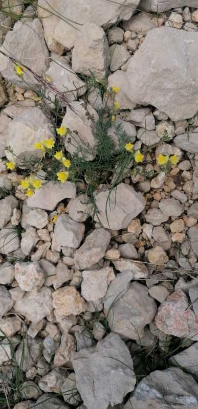 http://www.rochecourbeescapade.fr/storage/photos_club/2020/dia12475.jpg
