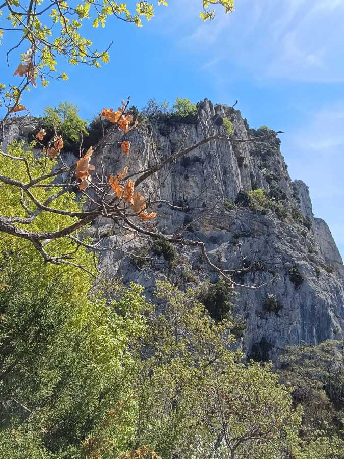 photo absente