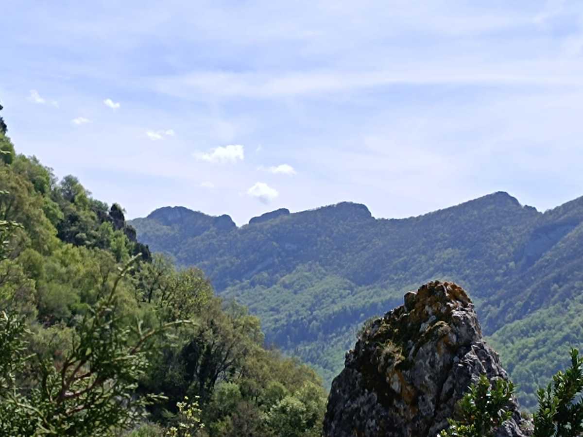 photo absente