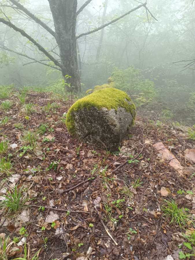 photo absente