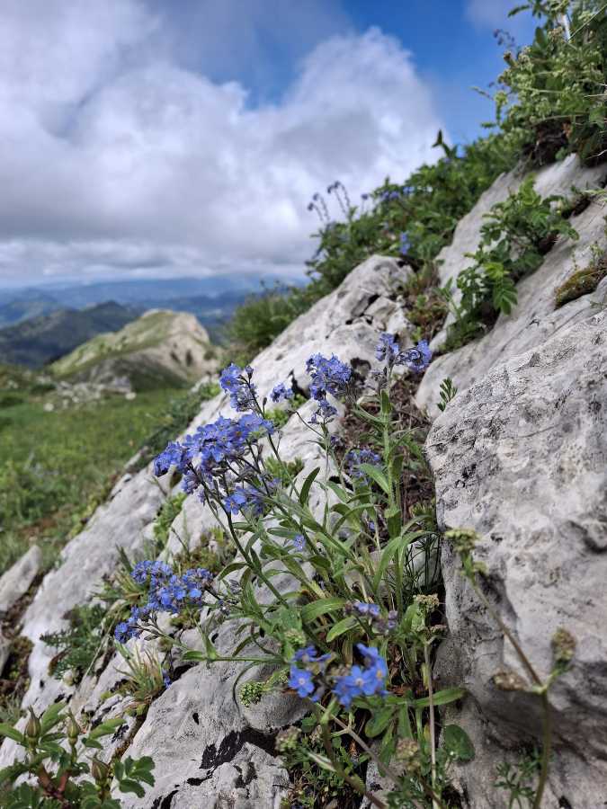 photo absente