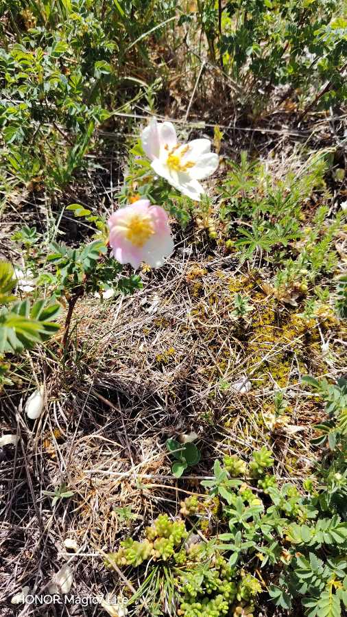 photo absente